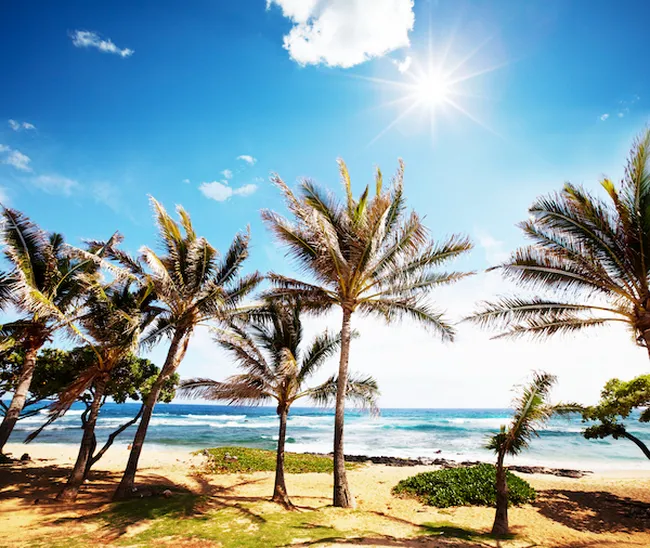 Palm trees sway along a sunny tropical beach with turquoise ocean waves under a bright blue sky.