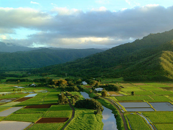 Hanalei Valley Overlook, a Stop on Shaka Guide's North Shore Kauai Driving Tour