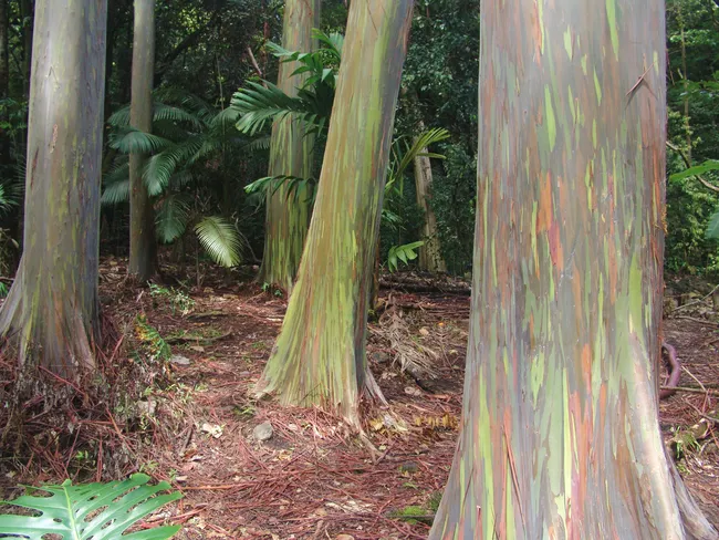 Colorful rainbow eucalyptus trees with smooth, multicolored bark in a dense tropical forest in Maui.