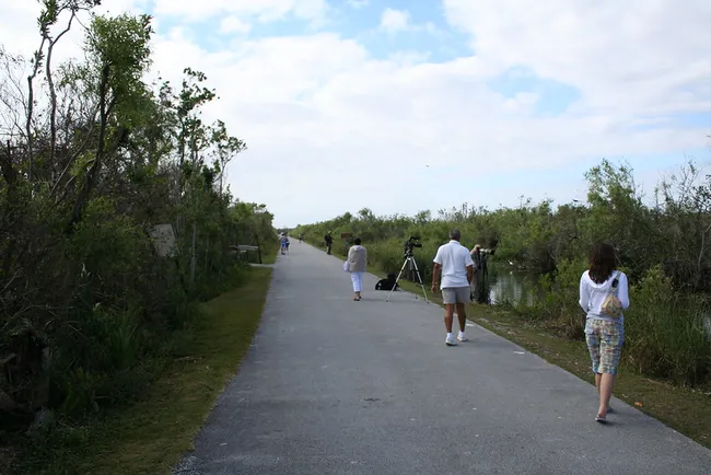 Visitors walk along a paved trail through the Everglades, surrounded by wetlands and tripods set up for birdwatching.
