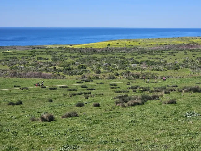 A broad coastal grassland stretches toward the ocean, with a winding trail crossing rolling green fields dotted with low shrubs. Small groups of hikers walk through the open landscape, while a band of bright yellow wildflowers borders the shoreline beneath a clear blue sky.