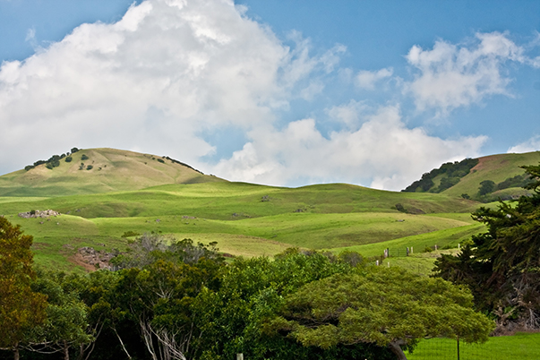 Waimea Hills, Island of Hawaii