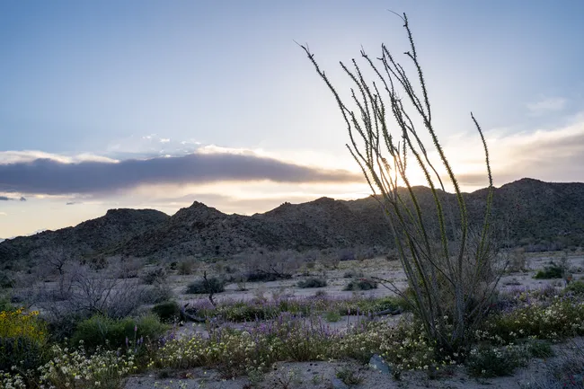 field of cactuses