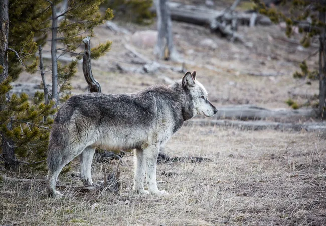 A gray wolf stands alert in a dry, forested area of Yellowstone National Park.