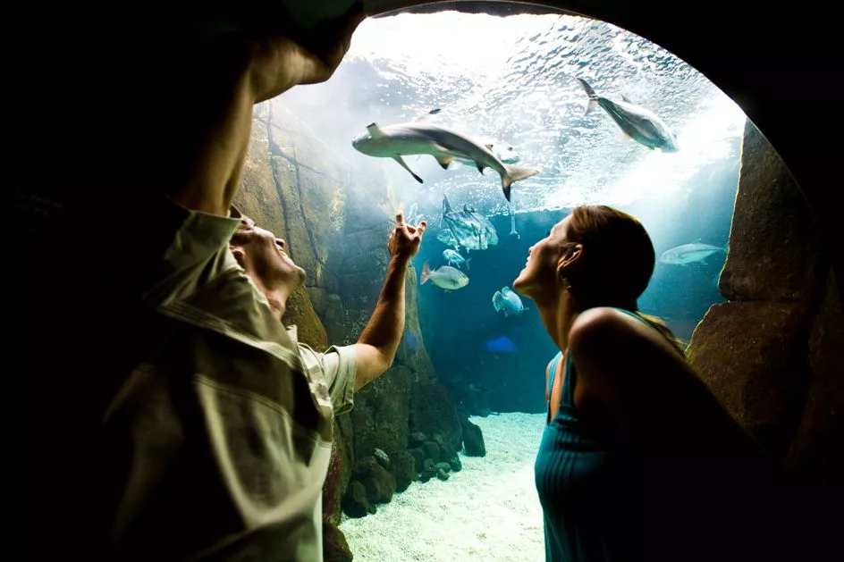 waikiki aquarium