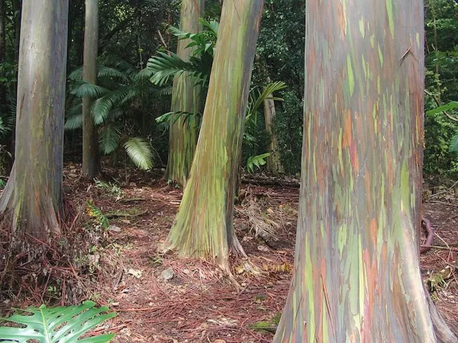 People swimming beneath a small tropical waterfall inside a lush, green jungle grotto.  Waves roll onto a sandy beach as seen from above, with foamy surf meeting the shoreline and small figures near the water’s edge.  A grove of rainbow eucalyptus trees with smooth trunks streaked in green, orange, and brown, surrounded by dense tropical forest undergrowth.