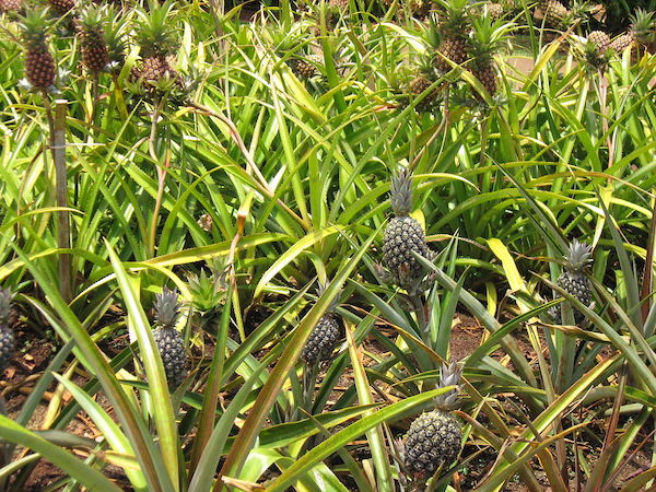 Dole_Plantation_Oahu - Family Friendly Activities 