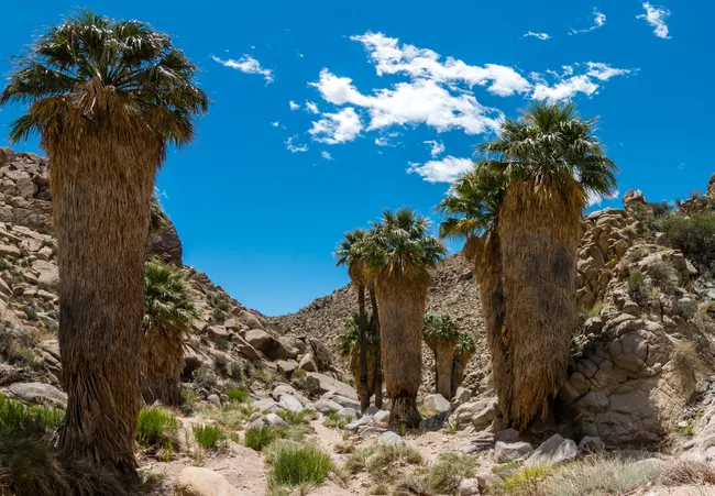 hiking the lost palms oasis trail in joshua tree national park, california in the usa