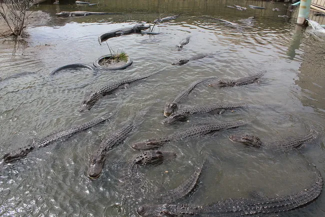 A dense group of alligators swims in a murky, enclosed wetland area, with some lounging near old tires and shallow banks.