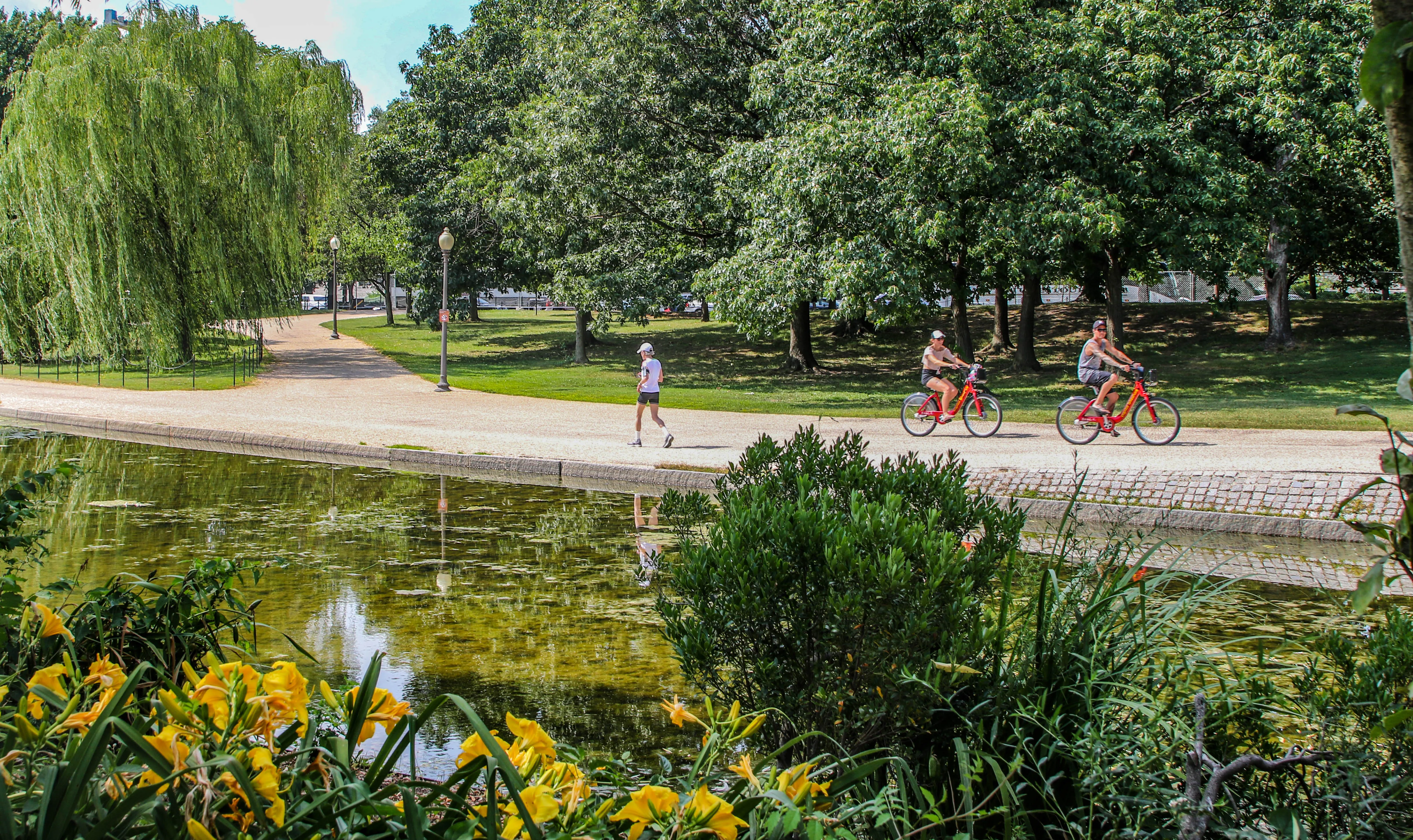 A sunny summer scene at Constitution Gardens on the National Mall in Washington, D.C. In the foreground, yellow day lilies and lush green shrubs frame the edge of a calm reflecting pond. Along a gravel pathway beside the water, a jogger and two cyclists on red rental bikes enjoy the park. A weeping willow tree drapes gracefully on the left, while tall mature trees provide shade across a well-kept green lawn in the background.