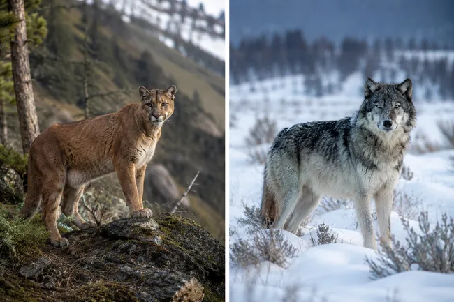 A realistic wildlife collage presented in two side-by-side panels. On the left, a mountain lion stands alert on a rocky outcrop overlooking a rugged Yellowstone landscape with pine-covered slopes and distant mountains. Its tawny coat blends naturally with the rocky terrain as it gazes toward the viewer. On the right, a gray wolf stands in a snowy meadow surrounded by low shrubs, with a wintery Yellowstone valley fading into the background. The wolf’s thick fur is dusted with snow, and its focused expression conveys the wild beauty of the park. The split composition highlights two iconic predators in separate natural habitats under soft, natural lighting.