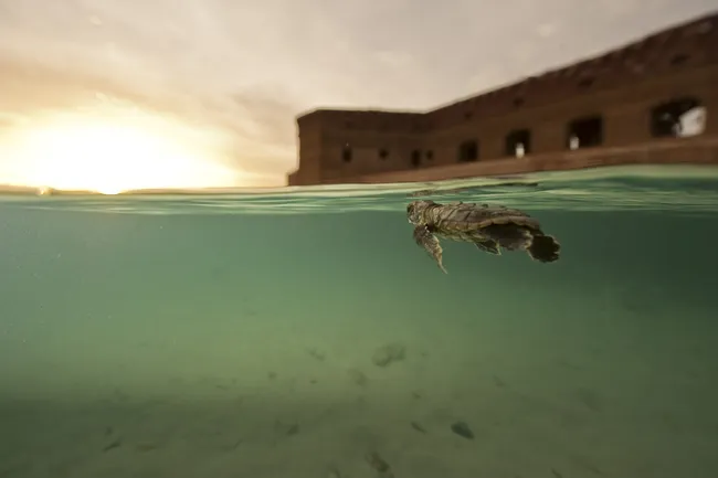 A young sea turtle swims just beneath the water’s surface in clear turquoise water at sunset, with the historic brick walls of Fort Jefferson blurred in the background.