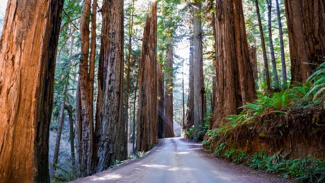 A narrow dirt road winds through a dense forest of towering redwood trees in Jedediah Smith Redwoods State Park, with sunlight streaming through the canopy.