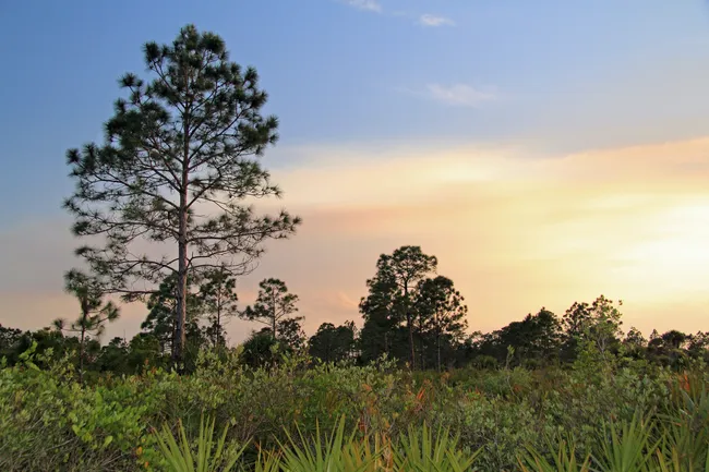A lone pine tree stands tall in a lush Florida pineland as the sun sets behind the forest.