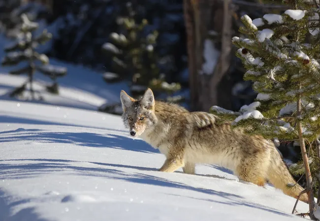A lone coyote stands in deep, sunlit snow beside small pine trees, looking alert toward the camera.