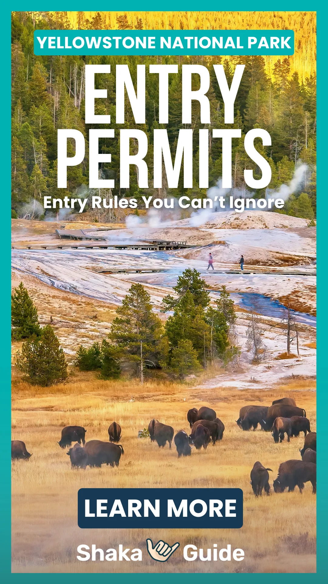 Steam rises from boardwalks in a geothermal area while bison graze peacefully in the golden meadow below.