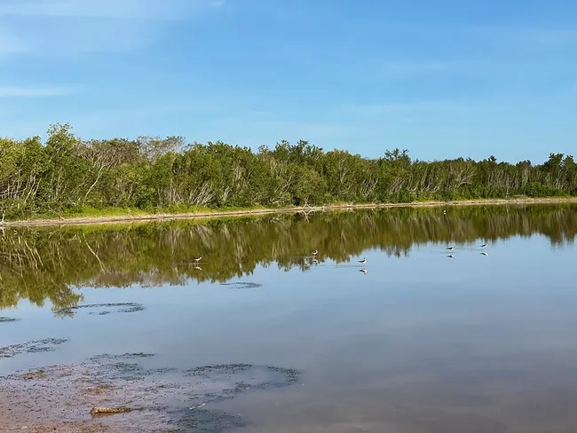 A calm freshwater wetland scene in Everglades National Park, with birds wading and trees reflecting in the water.