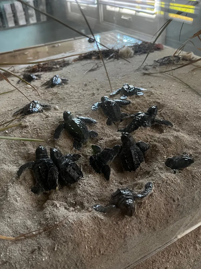 A group of baby sea turtles crawling on sandy terrain inside an indoor conservation display.