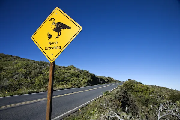 Nēnē Crossing sign near a road in Hawaii, alerting drivers to watch for native geese.