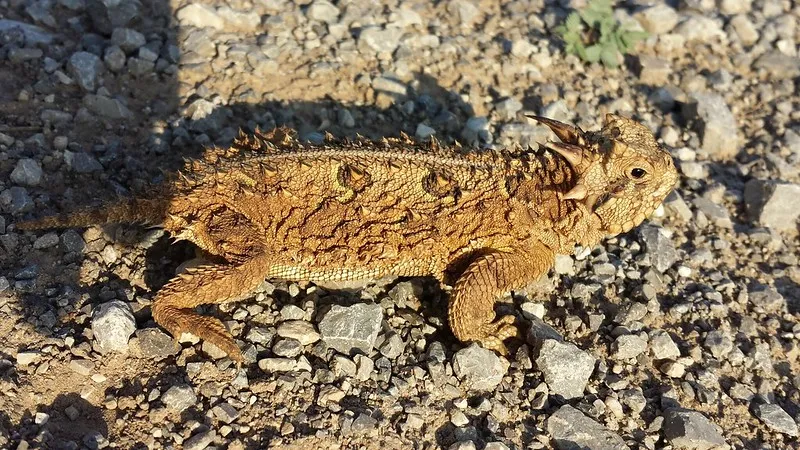 A Texas horned lizard with spiky skin and a flat body camouflaged against the rocky desert ground.
