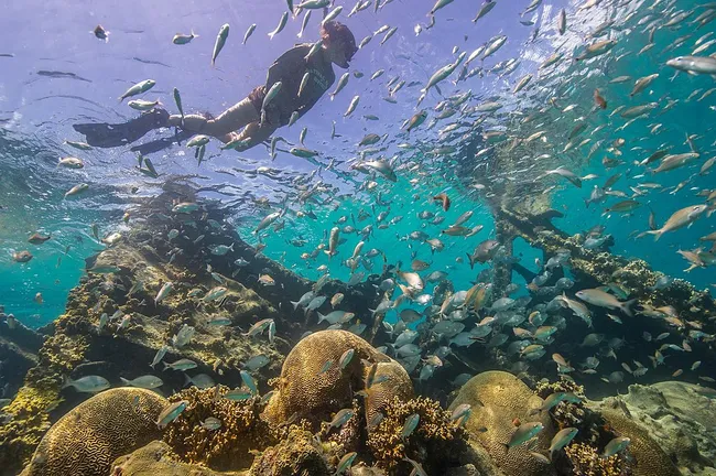 Snorkeler exploring vibrant coral reefs with schools of tropical fish at Dry Tortugas National Park.