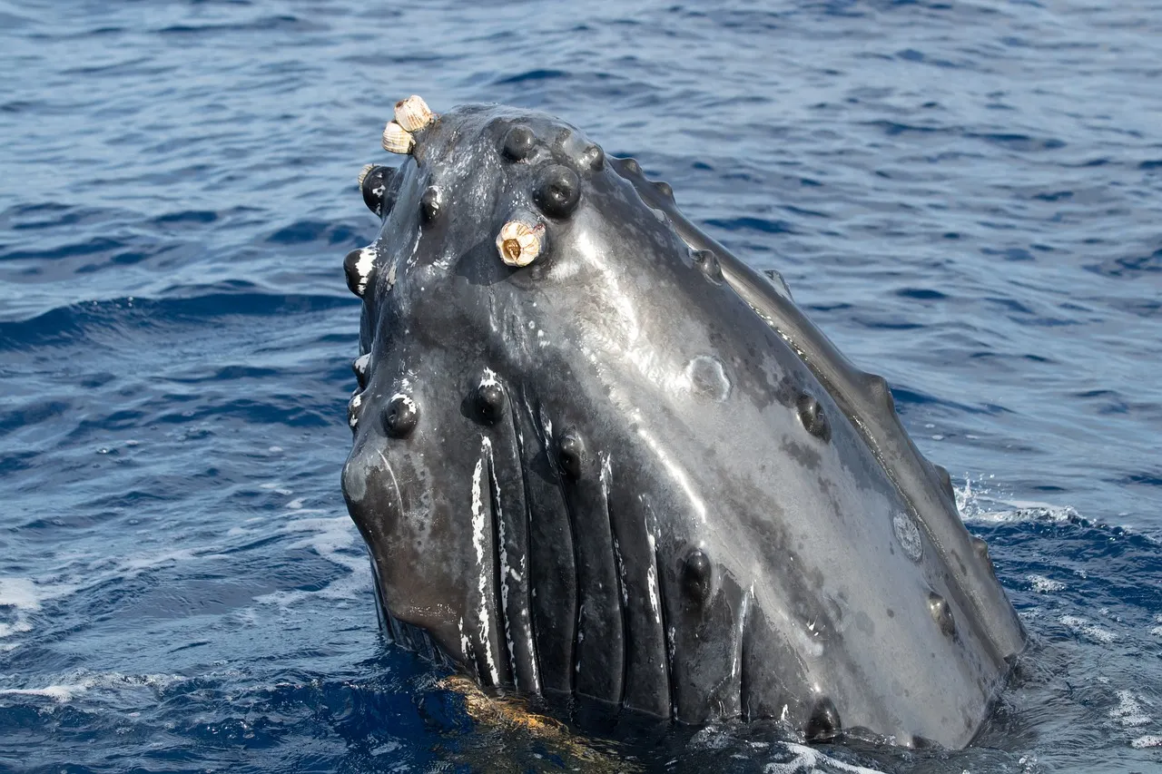 Close-up of a humpback whale's head emerging from the ocean, with barnacles attached to its skin.