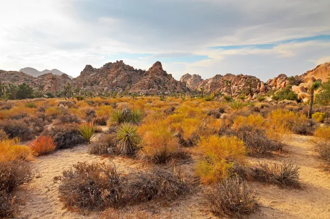 desert field with desert plants