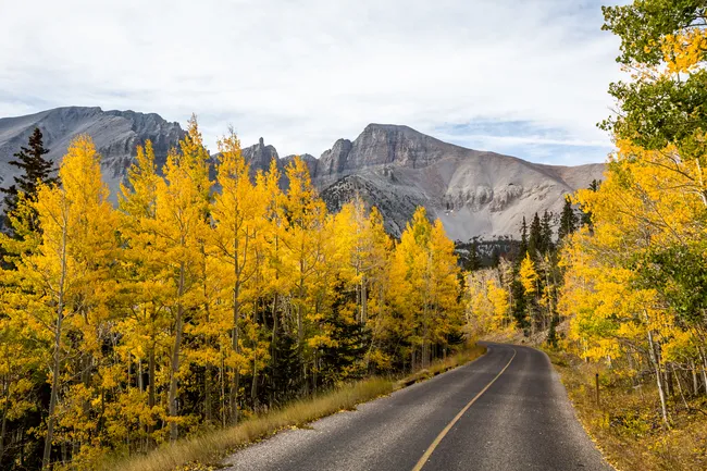 Alt text: A paved mountain road curves through a grove of vibrant golden aspen trees, with rugged gray peaks rising in the background beneath a lightly overcast sky.