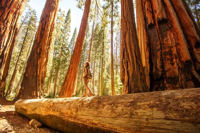 A person with a backpack stands on a massive fallen log, surrounded by towering, thick-trunked trees with reddish bark reaching toward a sunlit forest canopy.