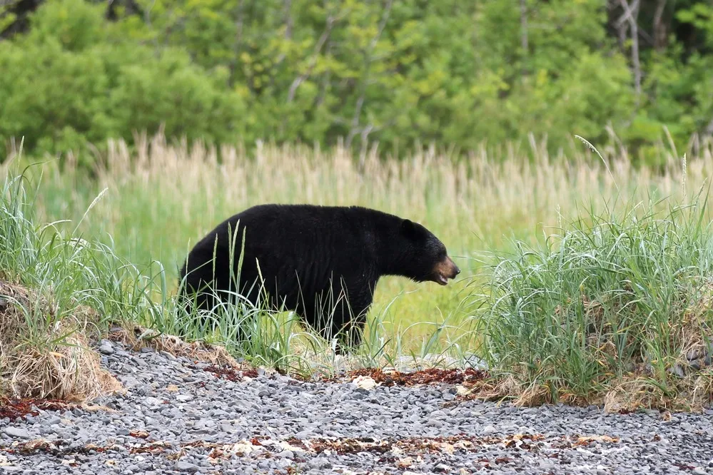 Black Bear