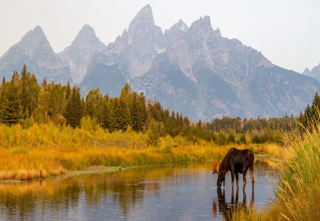 A moose wades in a stream with the Grand Teton mountains rising in the background, framed by trees and autumn foliage.