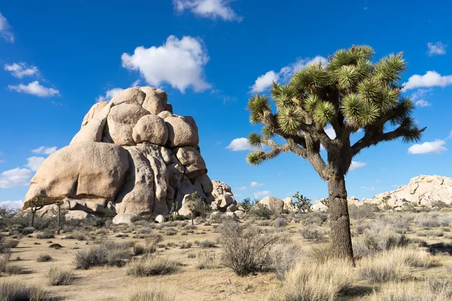 intersection rock in joshua tree national park
