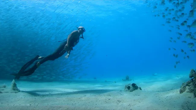 A freediver glides above the sandy ocean floor as schools of fish surround him in clear blue water.