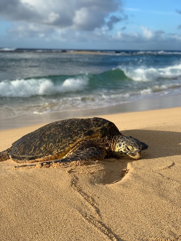 Kauai Snorkel Spots Shaka Guide