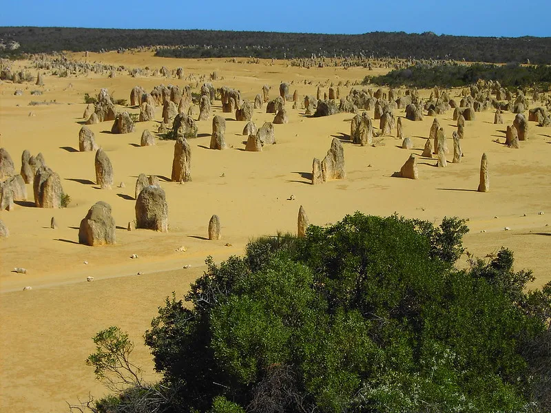 Limestone pillars rise from yellow sand in the Pinnacles Desert of Nambung National Park, Western Australia, with sparse greenery in the foreground and low forest in the distance.