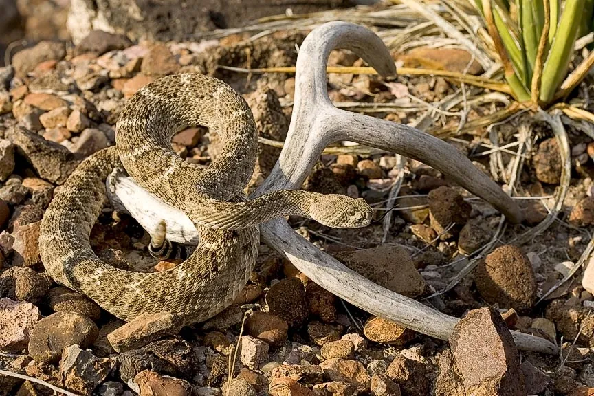 Western diamondback rattlesnake coiled on rocky desert ground next to a curved deer antler.