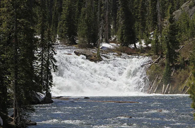 A wide, powerful waterfall with bright white churning foam cascades over a rocky ledge into a dark blue river. The waterfall is closely framed by a dense forest of dark green evergreen trees, with some patches of white snow visible on the riverbanks and fallen logs scattered in the water.