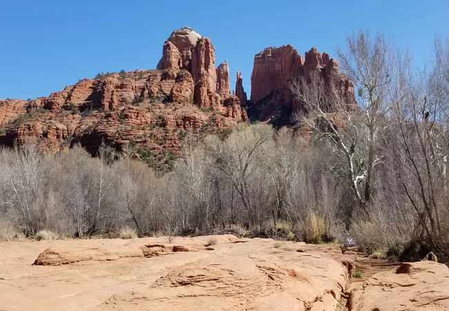 View of Sedona’s Cathedral Rock with dry trees in the foreground and a blue sky above.