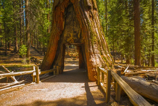 A path leads through the center of a giant sequoia tree in Yosemite’s Mariposa Grove, surrounded by towering forest.