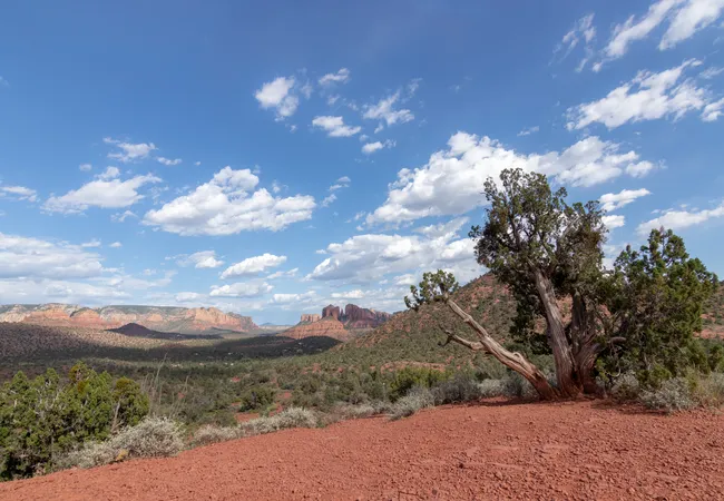 View from Lover’s Knoll in Sedona showing red rock formations, green forest, and a lone juniper tree.
