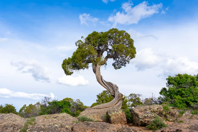 A twisted juniper tree stands resiliently atop rocky terrain at Dragon Point in Black Canyon.