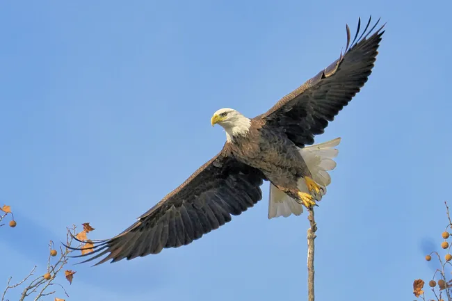 A bald eagle takes off from a branch, its wings outstretched.