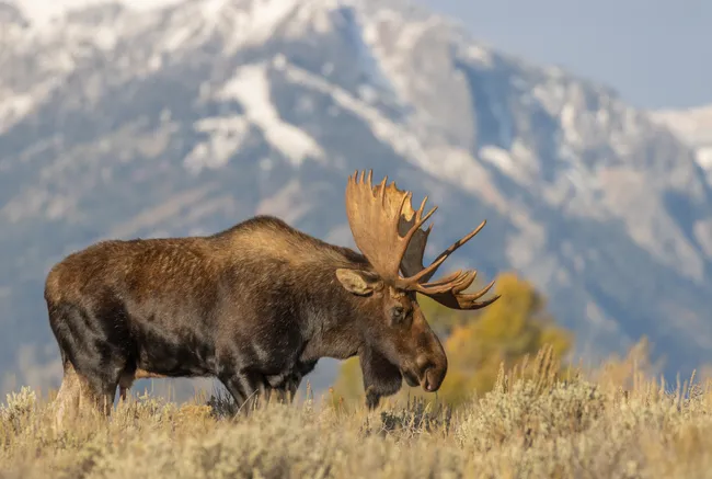 moose