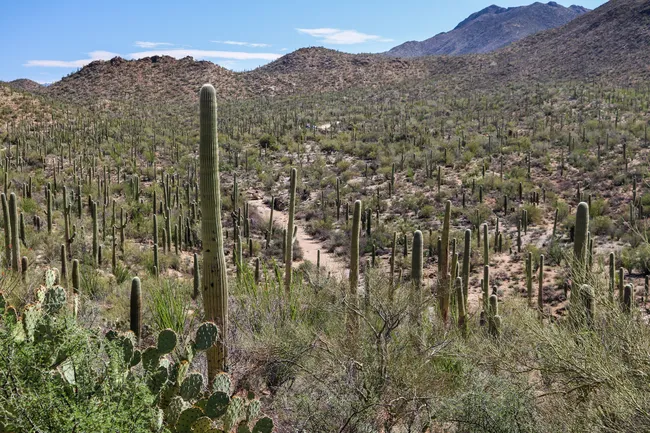 field of cactus
