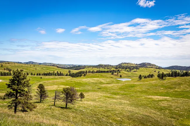 Expansive grassy plains with scattered pine trees and rolling hills under a bright blue sky with scattered clouds.