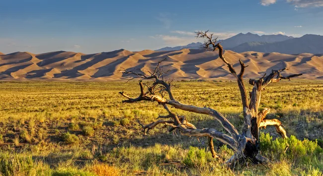 A gnarled tree stands in a grassy plain with Great Sand Dunes and mountains behind it.