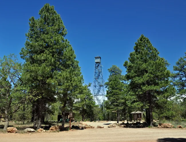 Grandview Lookout Tower rises above tall pine trees under a clear blue sky in Grand Canyon National Park.
