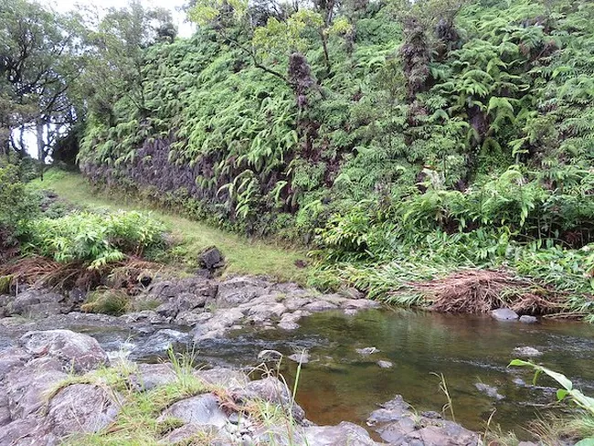 Shallow forest stream with rocks and clear water, bordered by lush green ferns and dense tropical vegetation.
