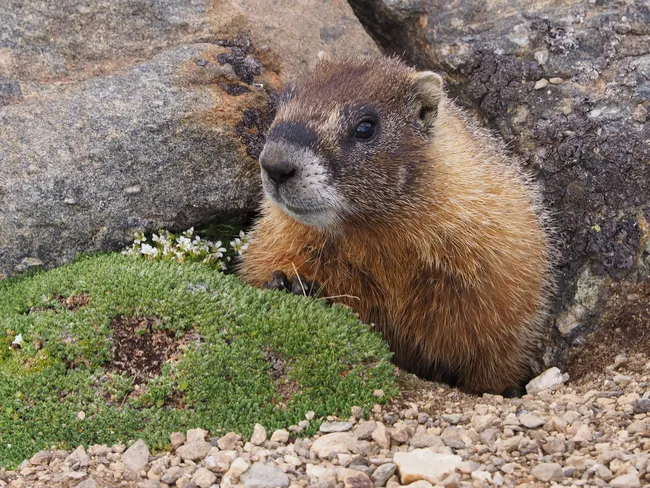 marmot