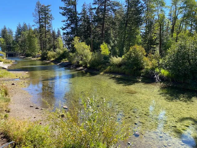Clear shallow section of the Truckee River surrounded by trees and greenery under a sunny blue sky.